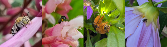 How to Help Native Bees in Your Garden