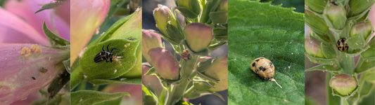 Life Cycle of the Ladybug