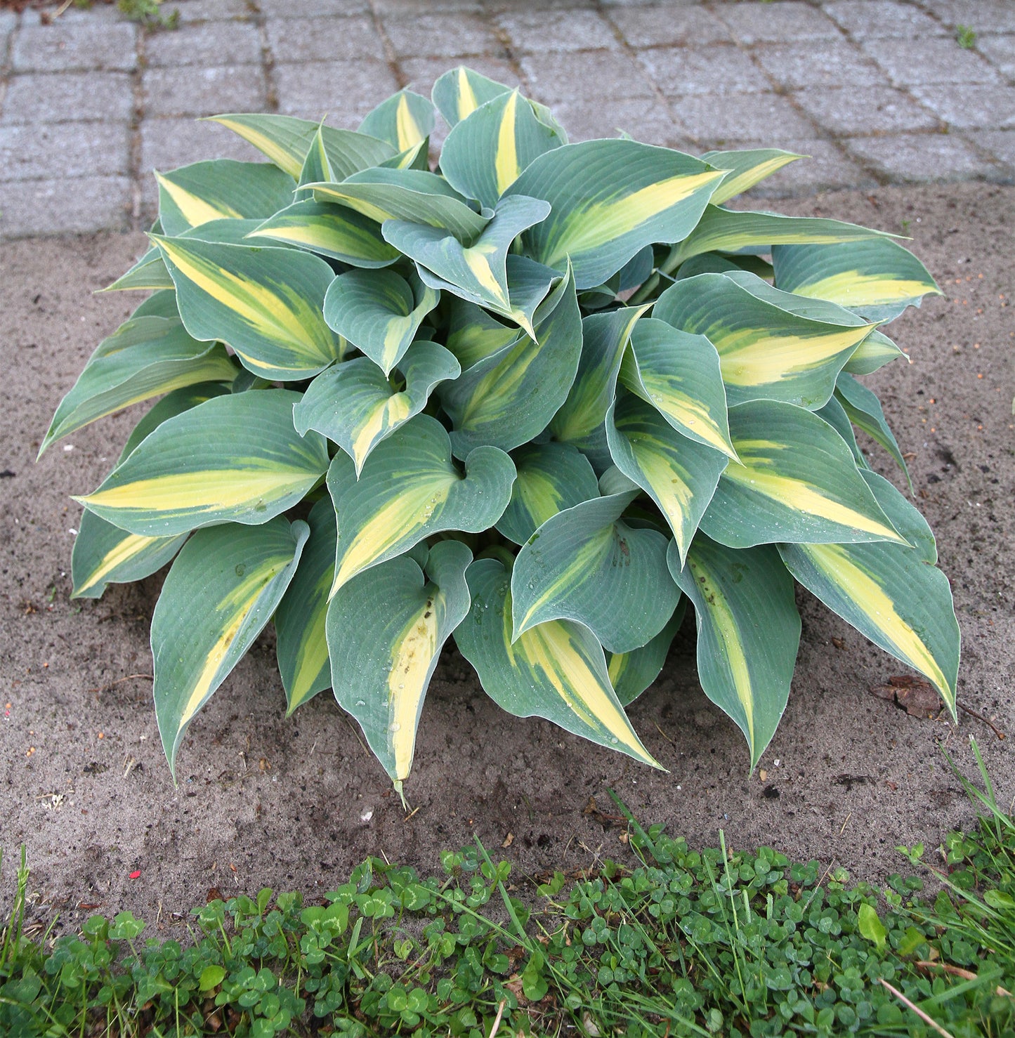 Hosta plantanginea 'Catherine'