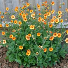 Geum coccineum 'Totally Tangerine'