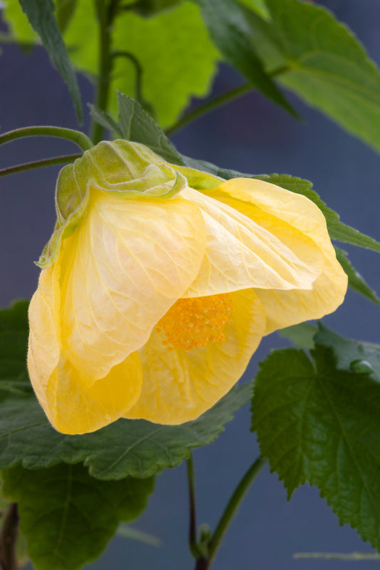Abutilon x hybridum 'Aurea' - NEW