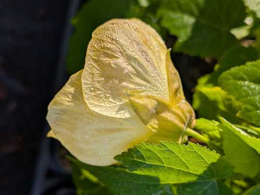 Abutilon x hybridum 'Aurea' - NEW