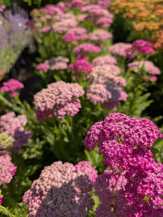 Achillea millefolium 'Colour Burst Pink' - NEW