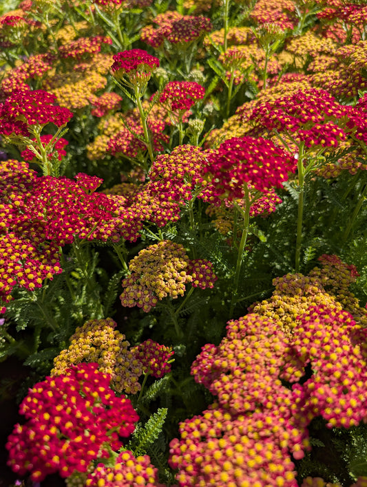 Achillea millefolium 'Colour Burst Red' - NEW