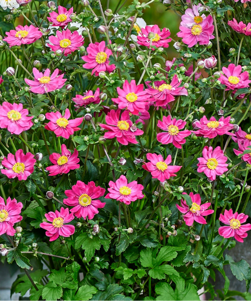 Anemone x hybrida 'Fantasy Aurora'