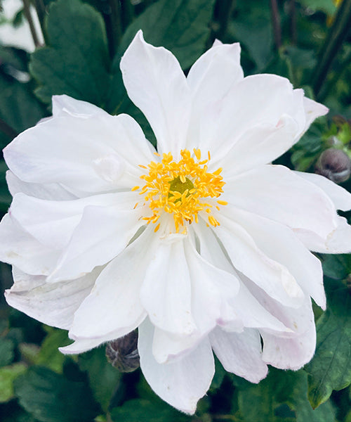 Anemone x hybrida 'Fantasy Rapunzel'