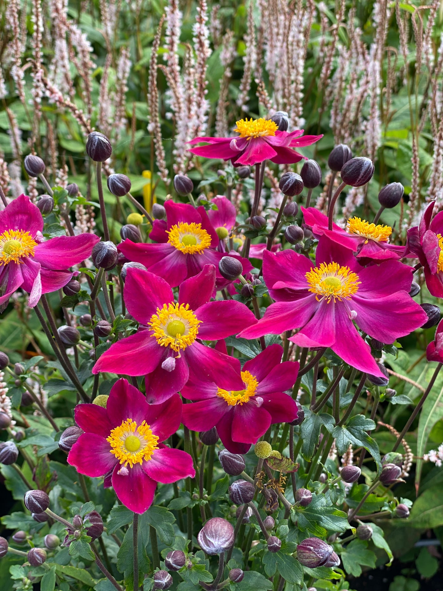 Anemone x hybrida 'Fantasy Ariel'
