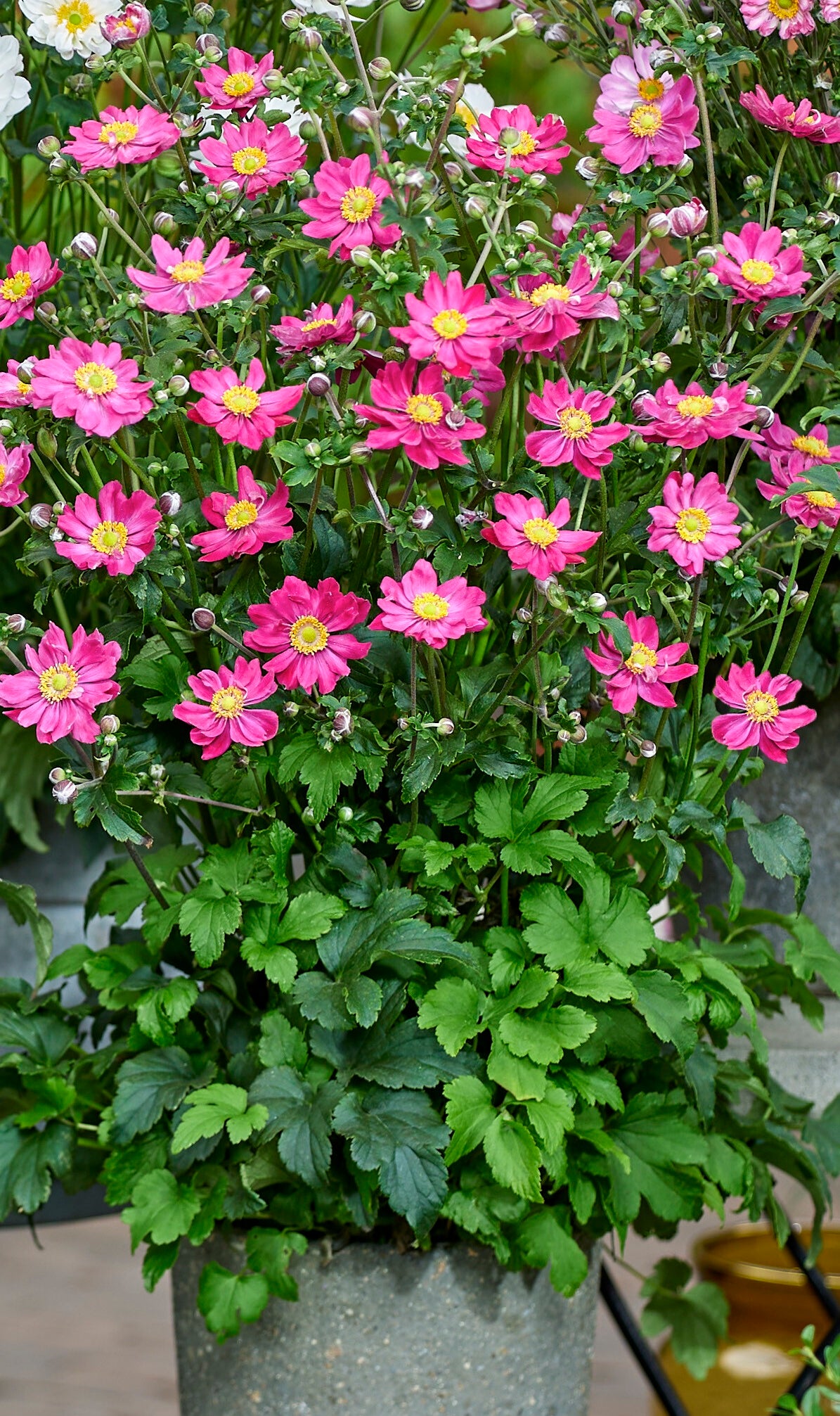 Anemone x hybrida 'Fantasy Aurora'