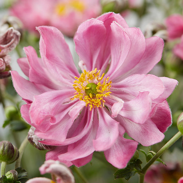 Anemone x hybrida 'Fantasy Belle'