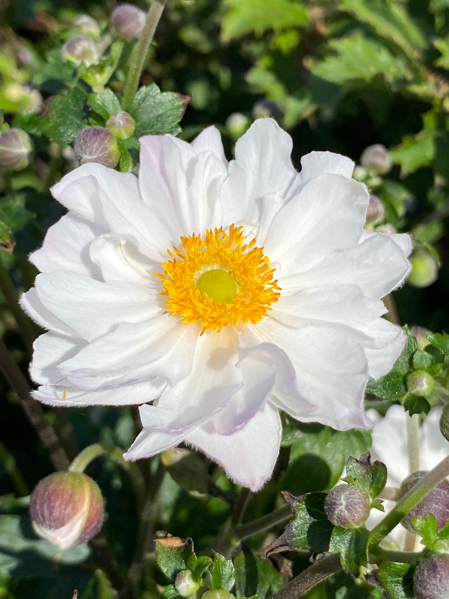 Anemone x hybrida 'Fantasy Rapunzel'