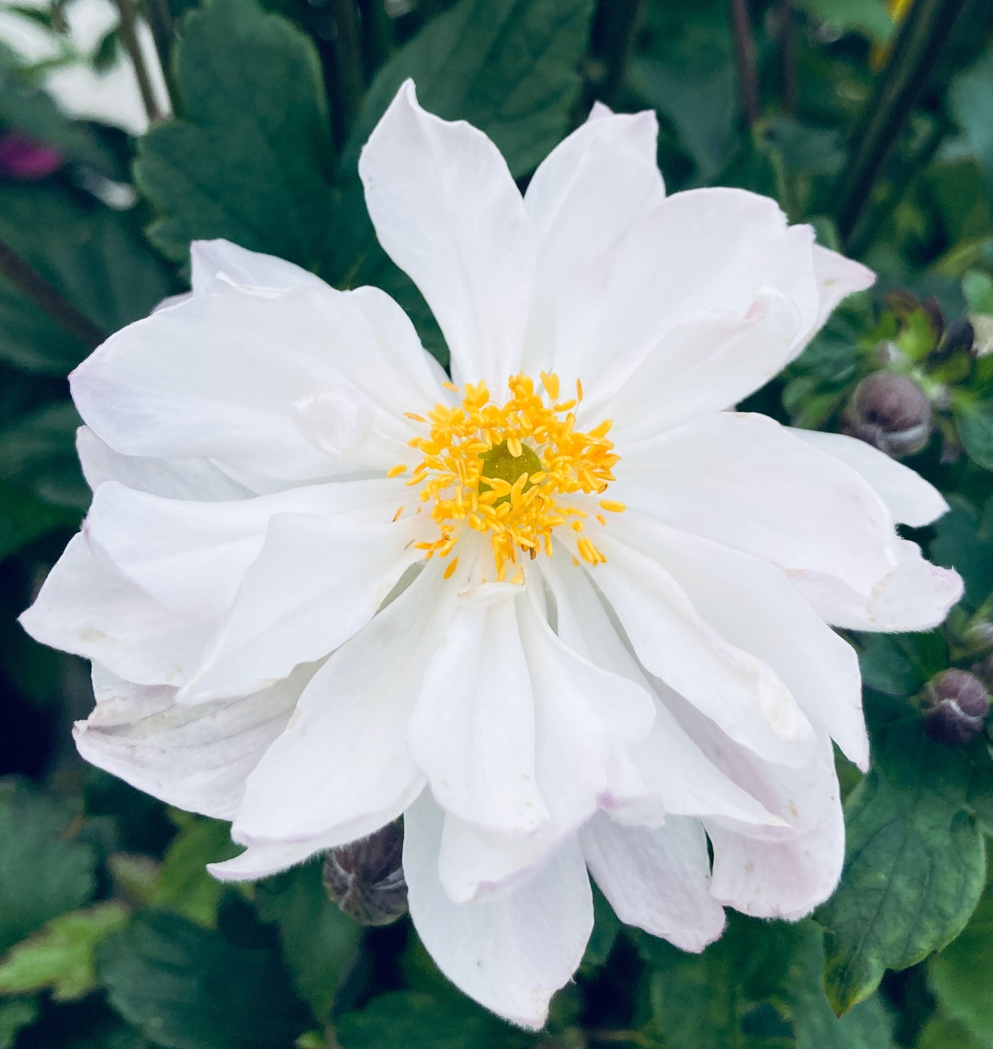 Anemone x hybrida 'Fantasy Rapunzel'