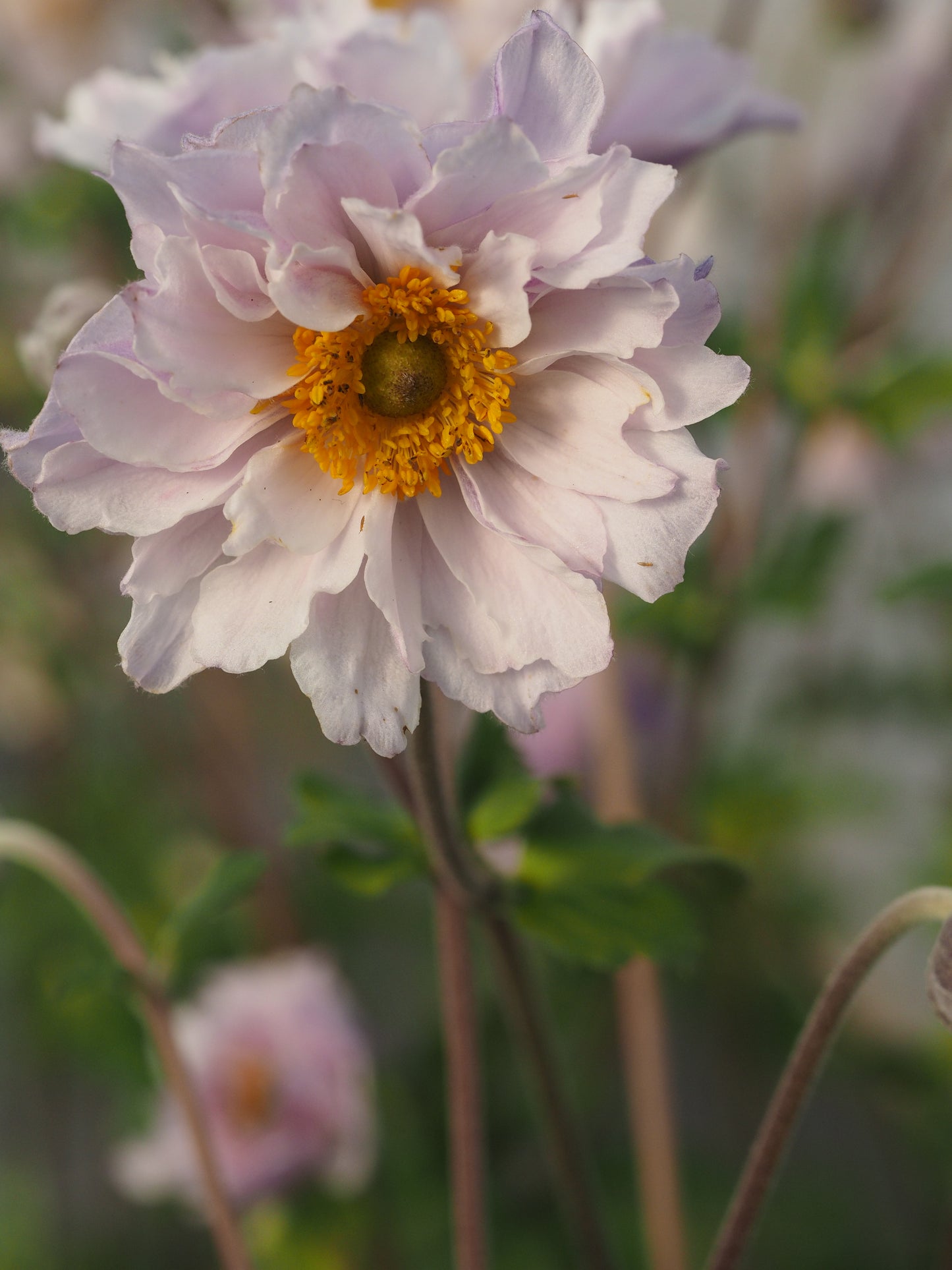 Anemone x hybrida 'Frilly Knickers'