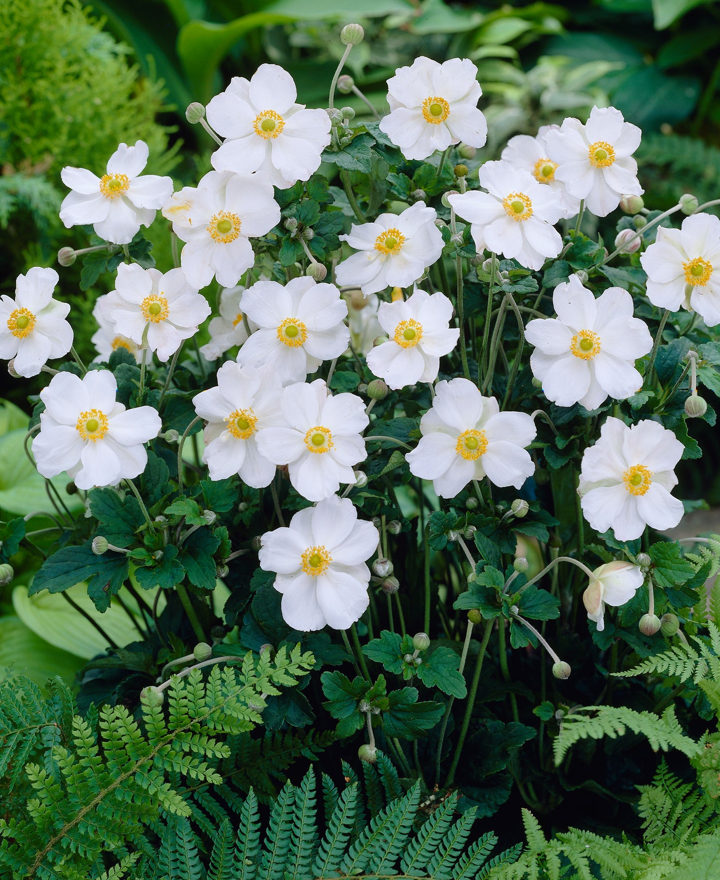 Anemone x hybrida 'Honorine Jobert'