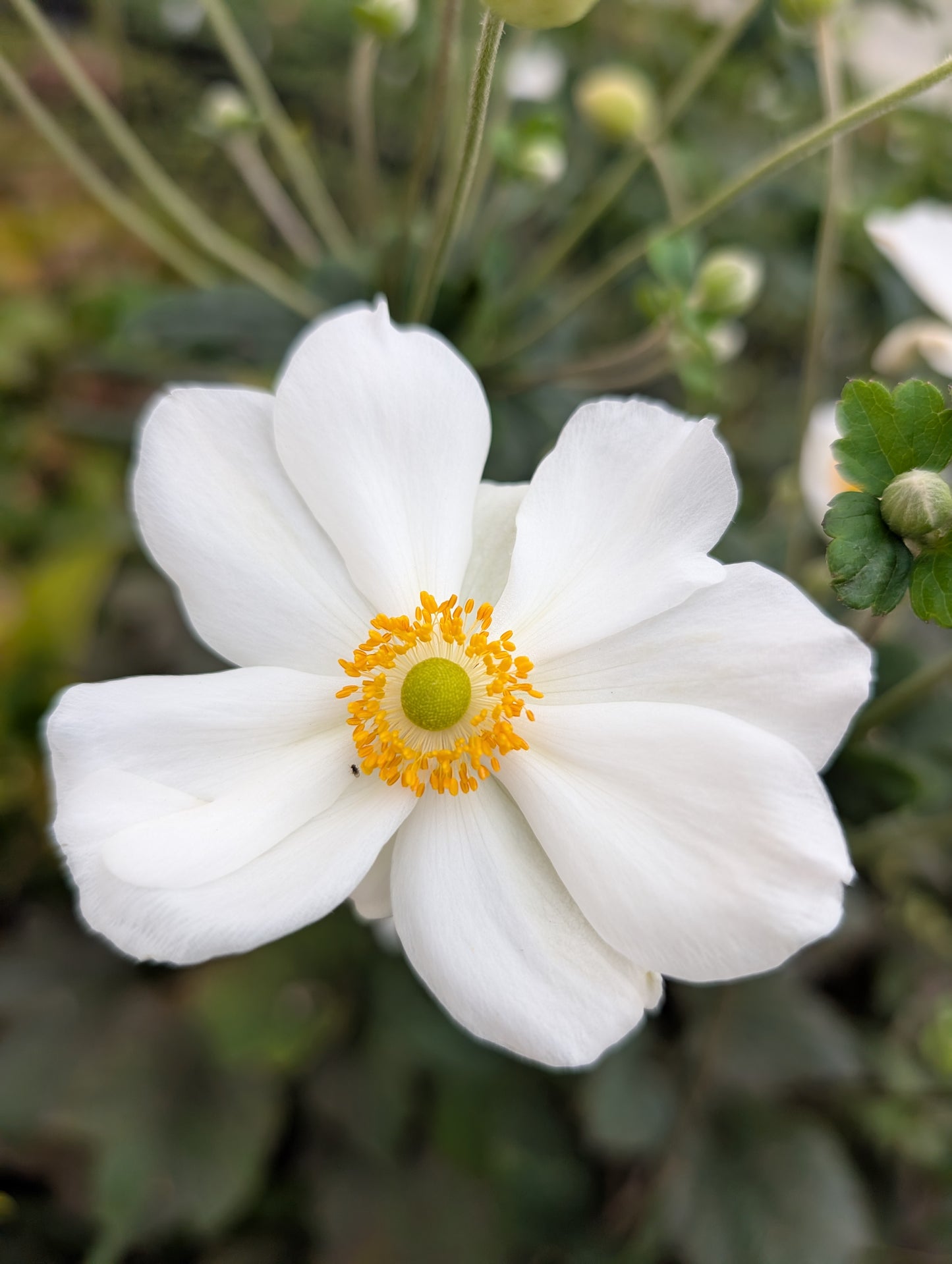 Anemone x hybrida 'Honorine Jobert'
