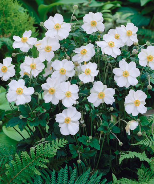 Anemone x hybrida 'Honorine Jobert'