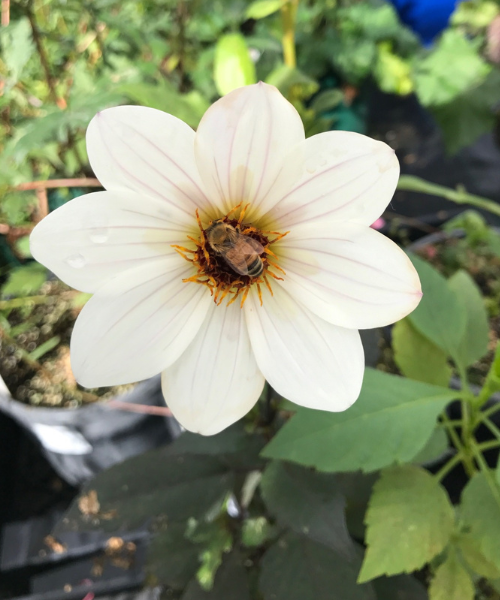 Dahlia variabilis 'B&W' - NEW COMING AUTUMN 2026