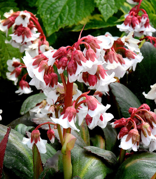 Bergenia cordifolia 'Fire & Ice' - NEW