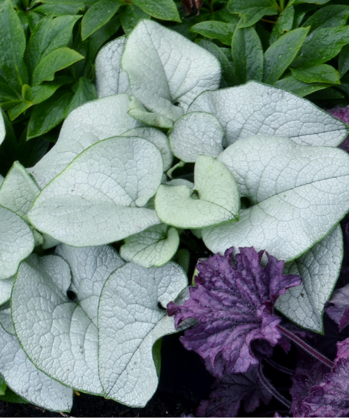 Brunnera macrophylla 'Alexandria'