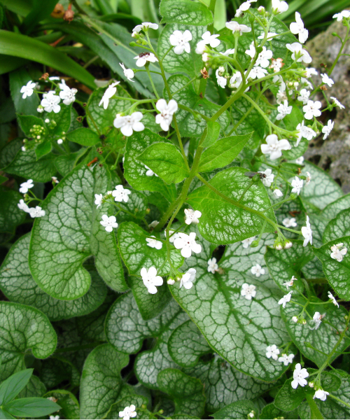 Brunnera macrophylla 'Mr Morse' - NEW