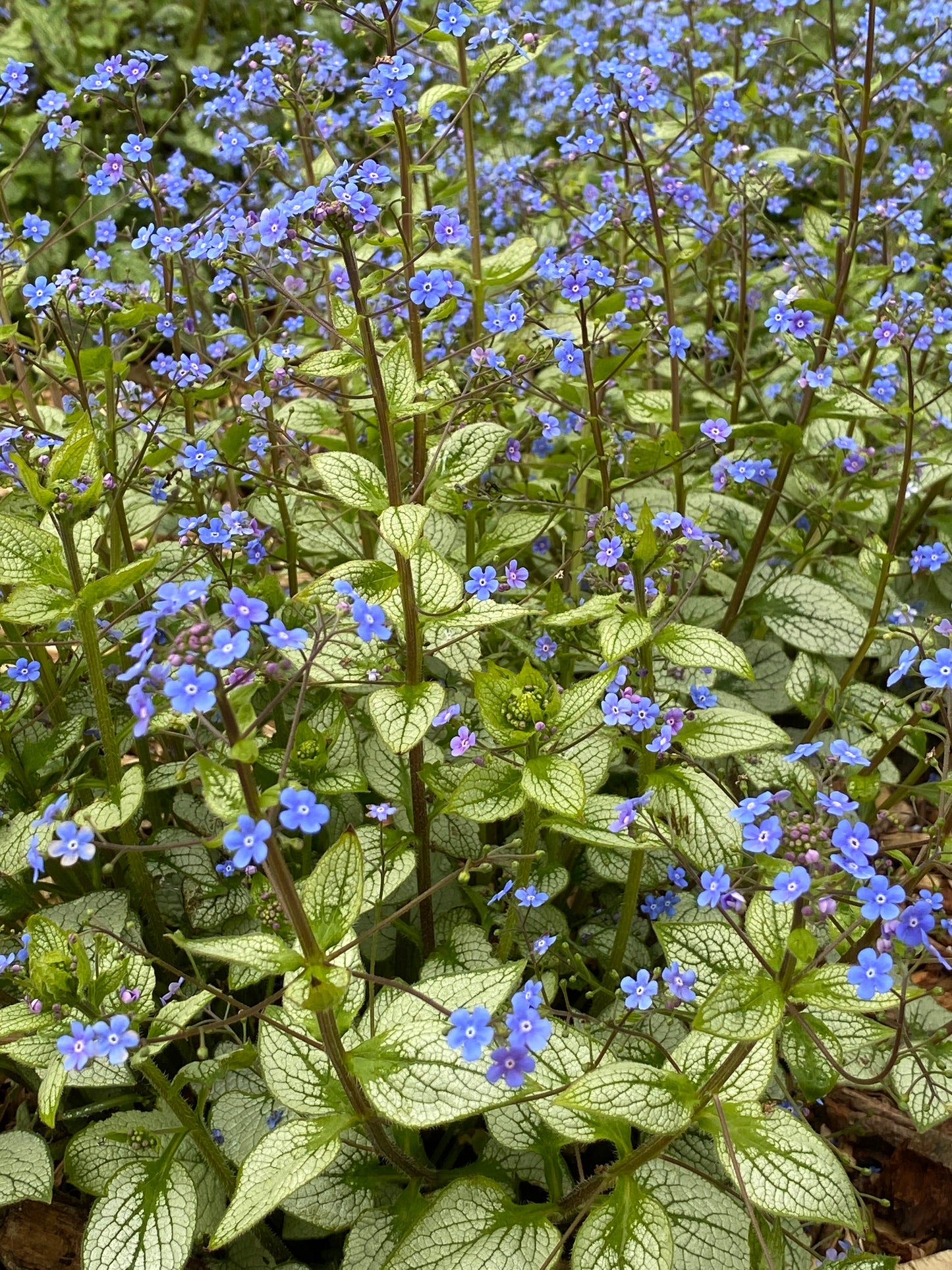 Brunnera macrophylla 'Alexandria'