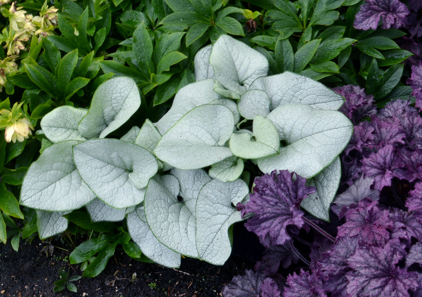 Brunnera macrophylla 'Alexandria'