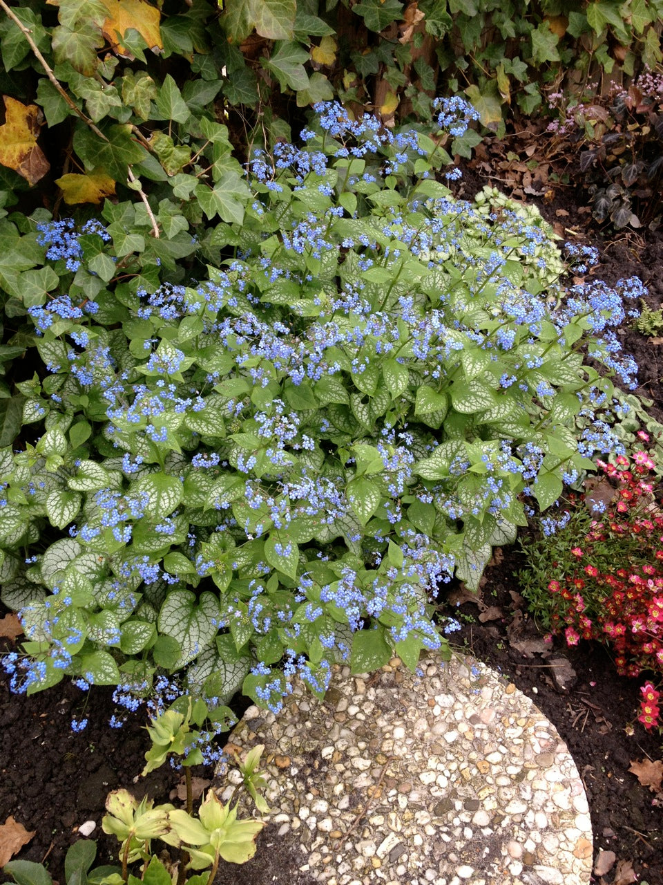 Brunnera macrophylla 'Jack Frost'