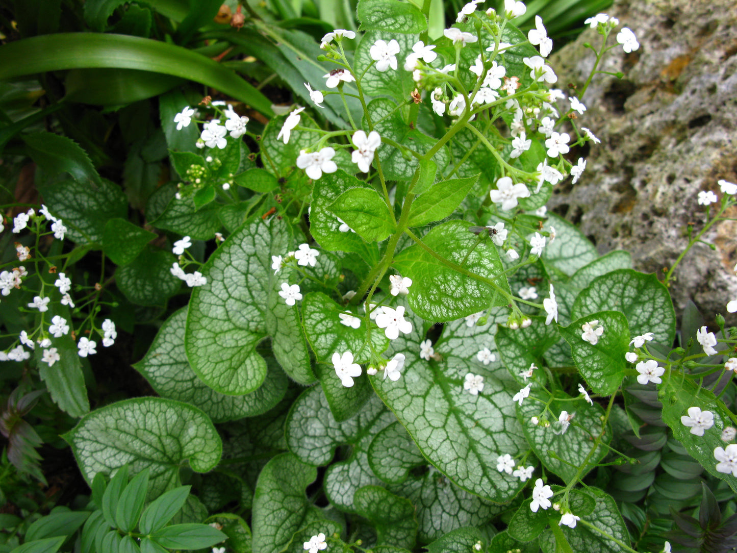 Brunnera macrophylla 'Mr Morse' - NEW