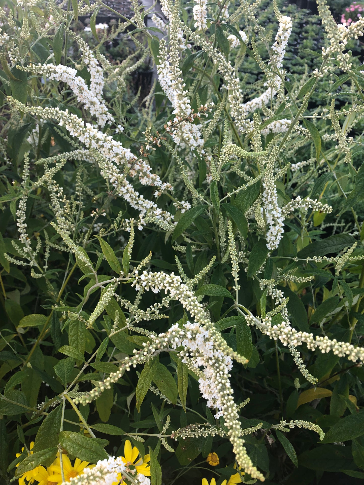 Buddleja asiatica 'Spring Promise'