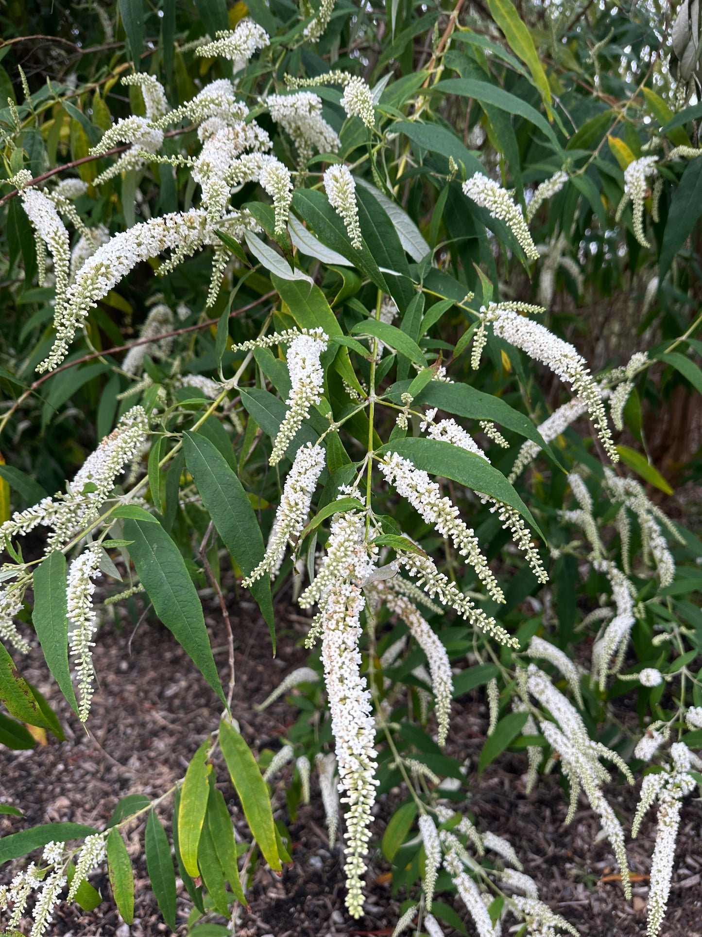 Buddleja asiatica 'Spring Promise'