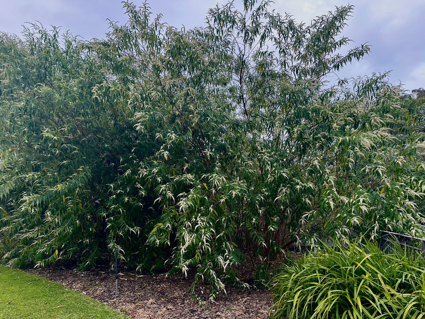 Buddleja asiatica 'Spring Promise'