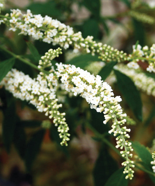 Buddleja asiatica 'Spring Promise'