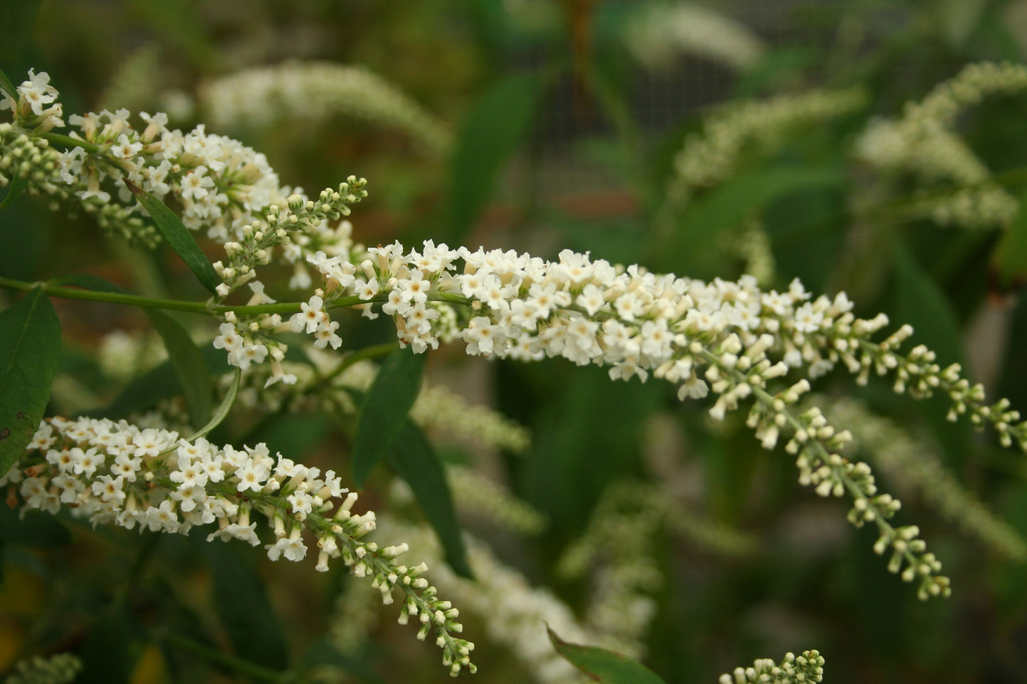 Buddleja asiatica 'Spring Promise'