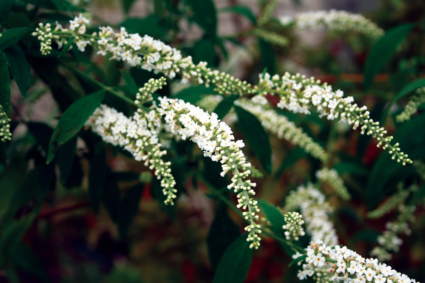 Buddleja asiatica 'Spring Promise'