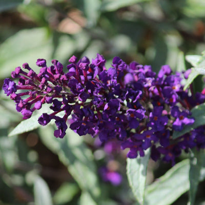 Buddleja Davidii Buzz 'Midnight'