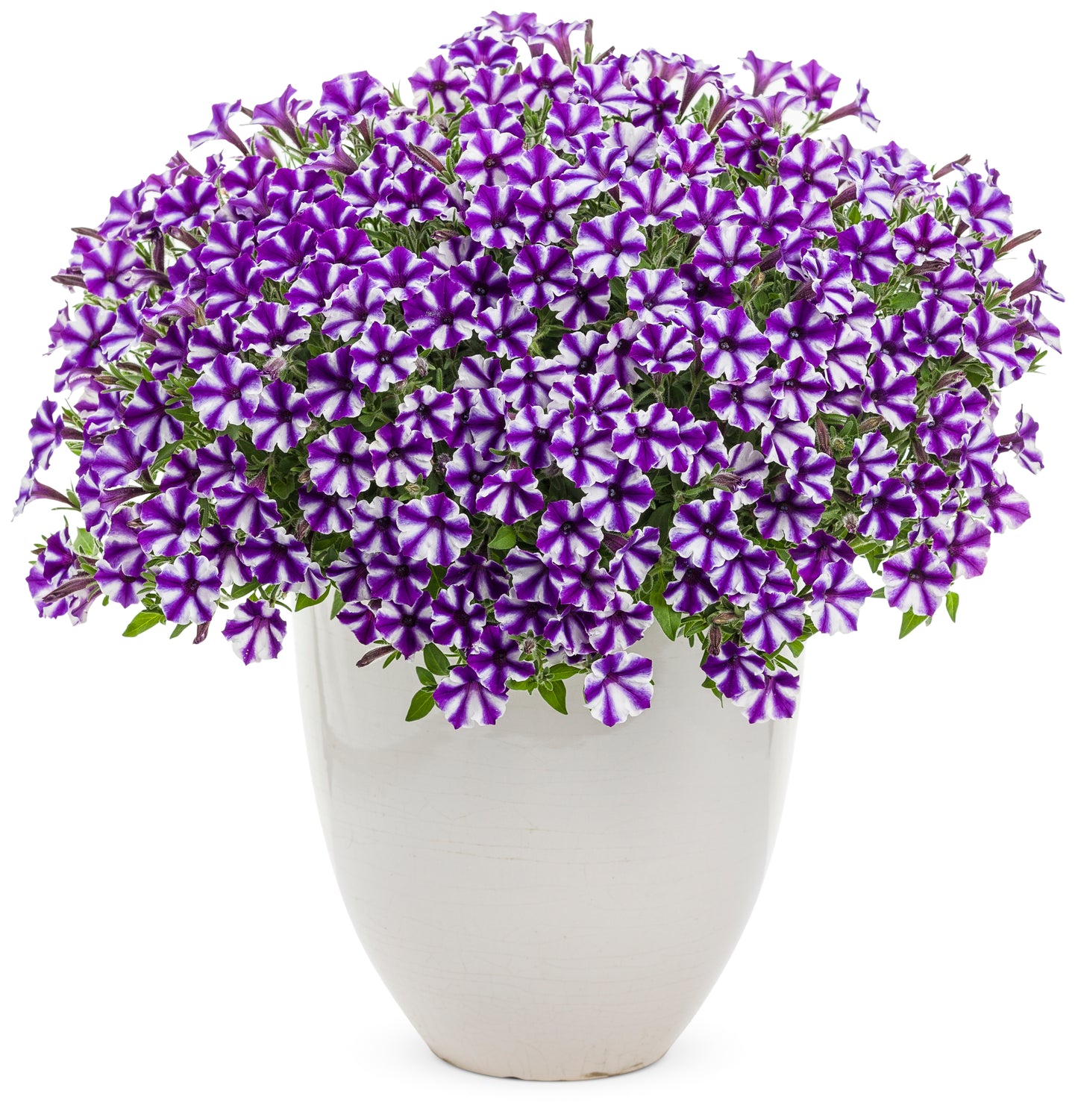 Petunia hybrid Supertunia Mini Vista 'Violet Star Charm'