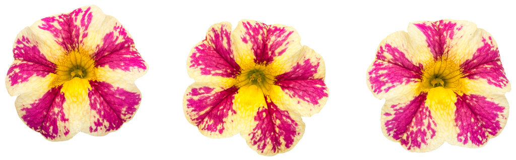 Calibrachoa hybrid 'Superbells Holy Moly!' - NEW