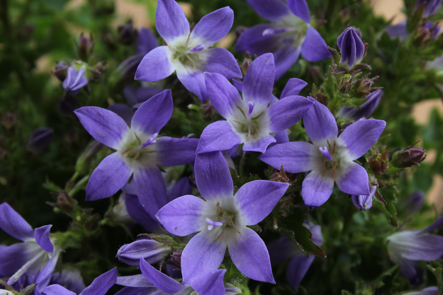 Campanula poscharskyana 'Blue Gown'