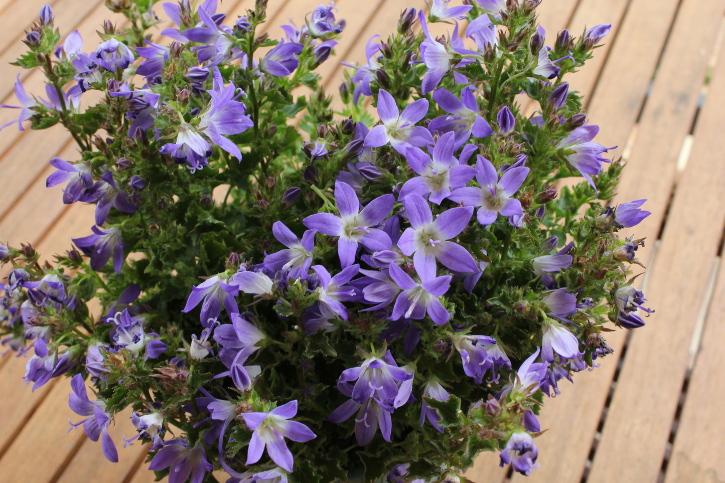 Campanula poscharskyana 'Blue Gown'