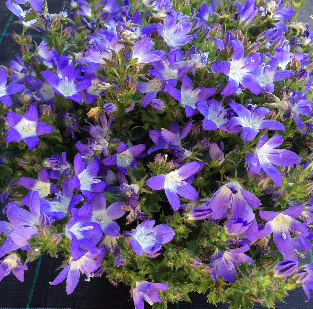Campanula poscharskyana 'Blue Gown'
