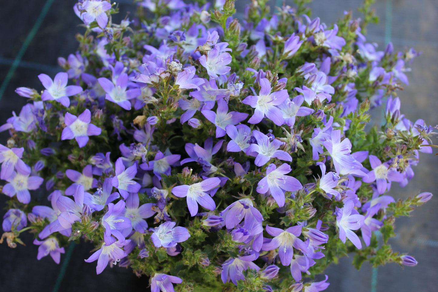 Campanula poscharskyana 'Blue Gown'
