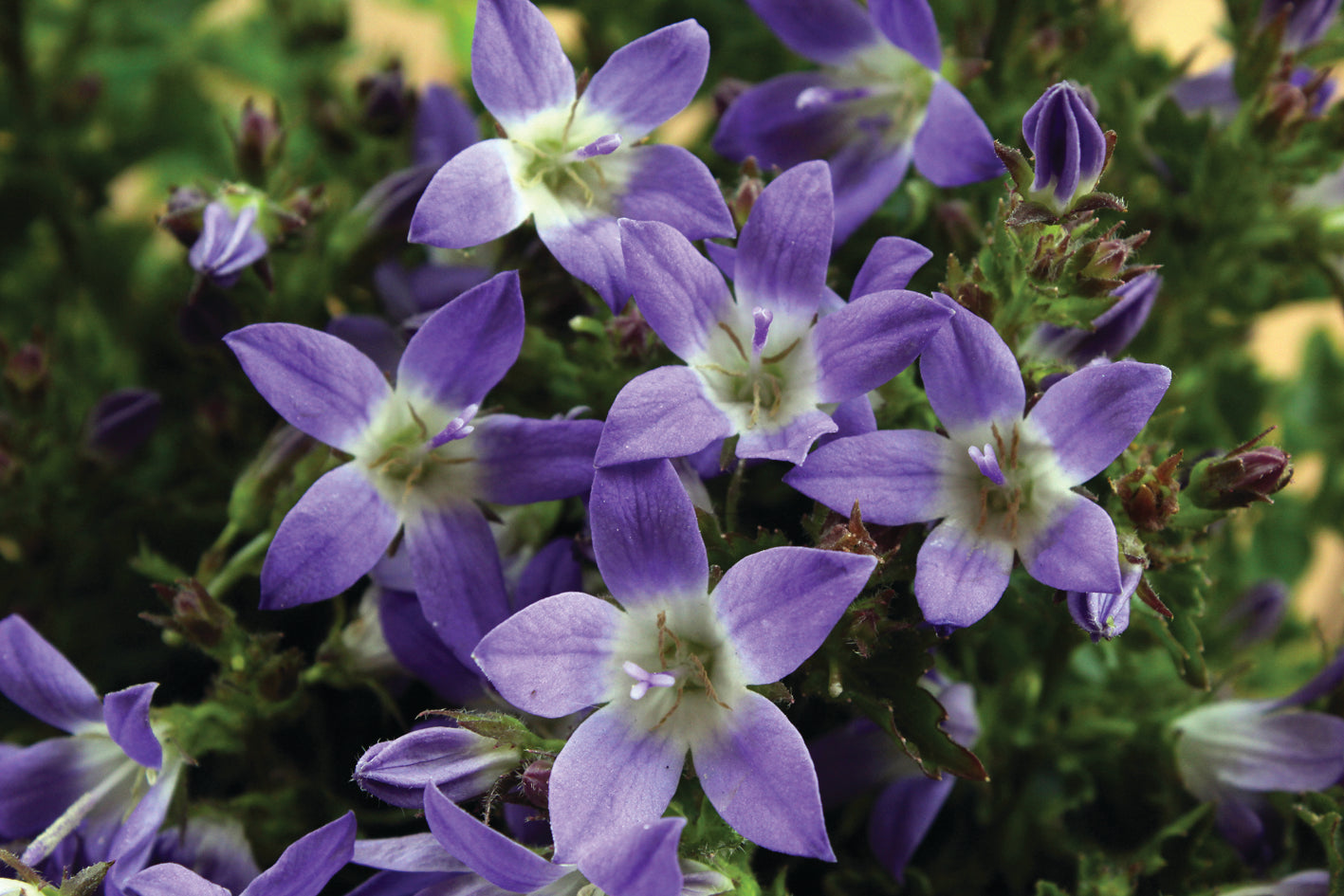 Campanula poscharskyana 'Blue Gown'