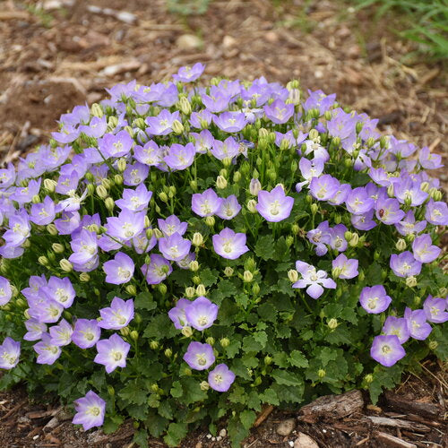 Campanula carpatica 'Mini Marvels Twilight' - NEW