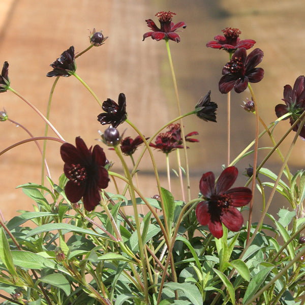 Cosmos atrosanguineus 'Choca Mocha'