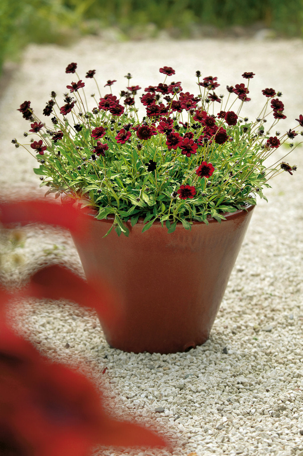 Cosmos atrosanguineus 'Choca Mocha'