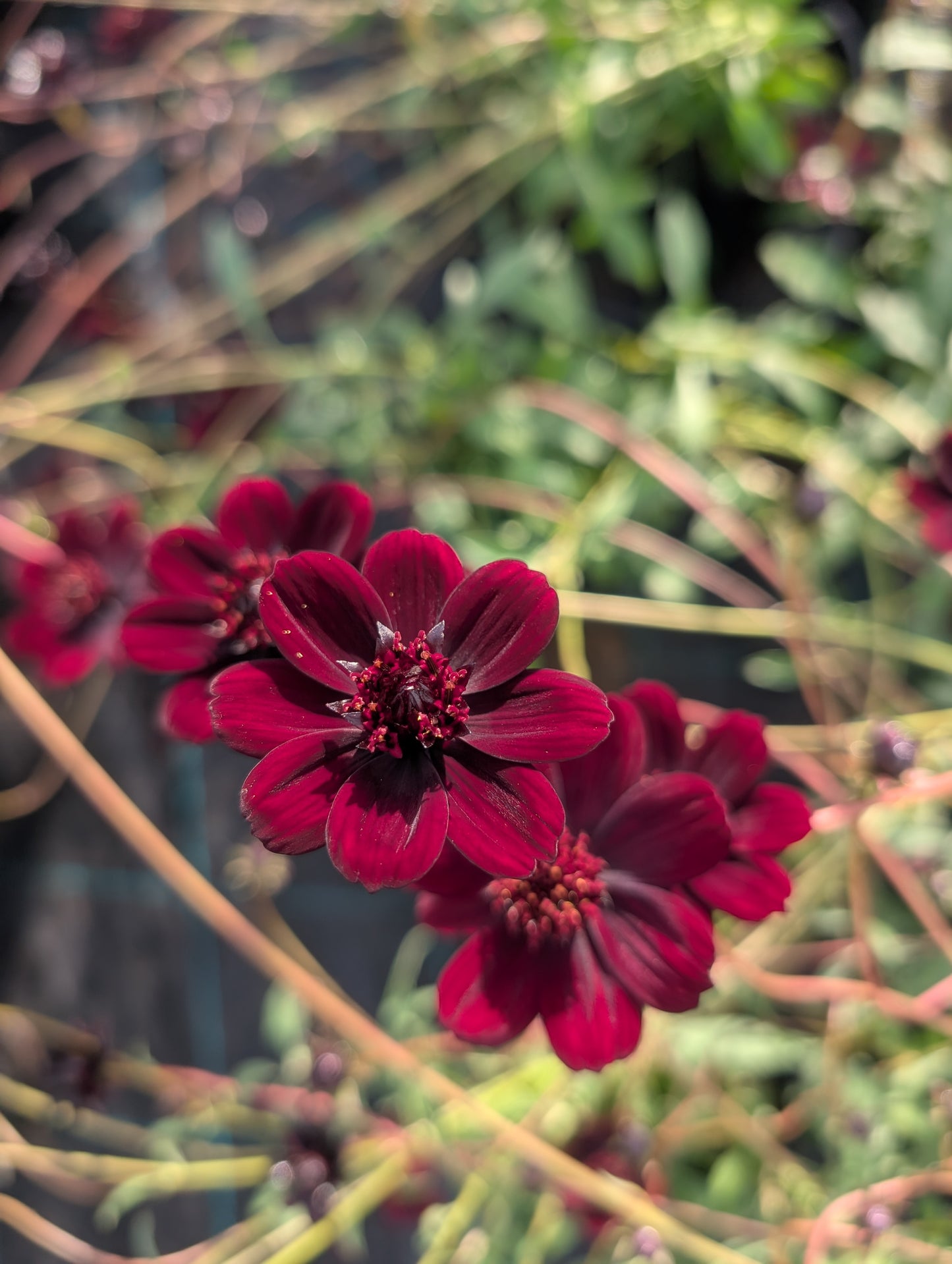 Cosmos atrosanguineus 'Choca Mocha'