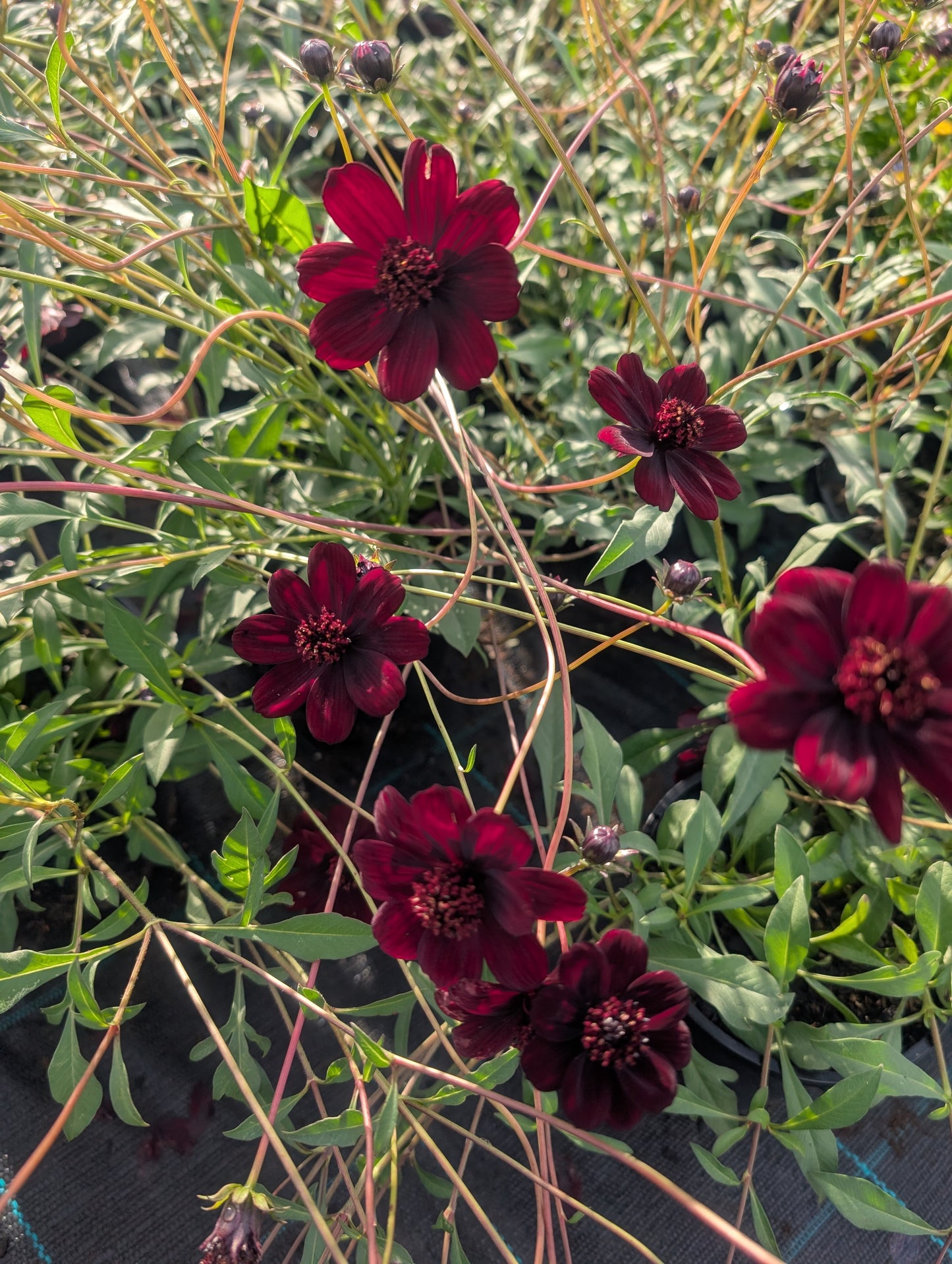 Cosmos atrosanguineus 'Choca Mocha'