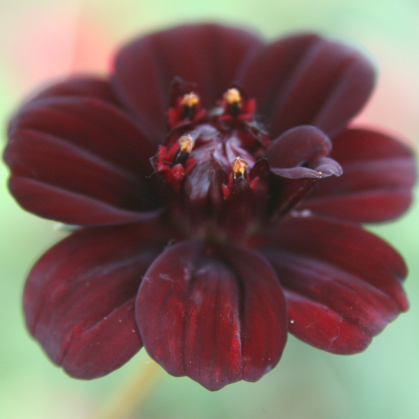Cosmos atrosanguineus 'Choca Mocha'