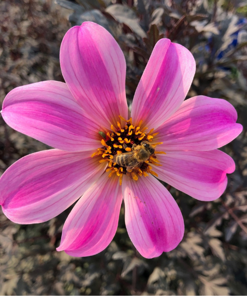 Dahlia variabilis 'Arcadian Magic'