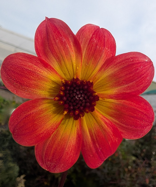 Dahlia variabilis 'Arcadian Sunset'