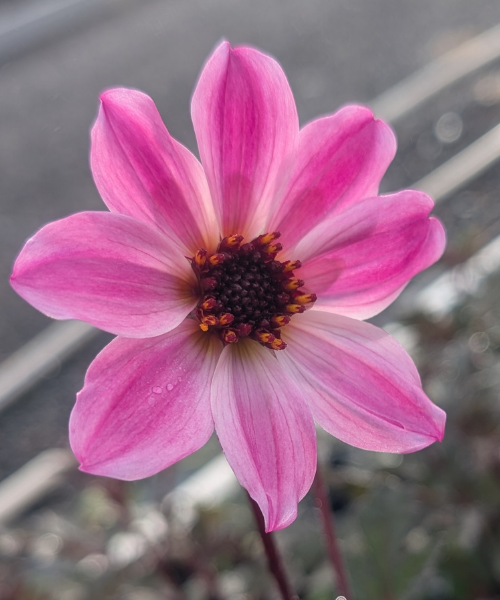 Dahlia variabilis 'Arcadian Magic'